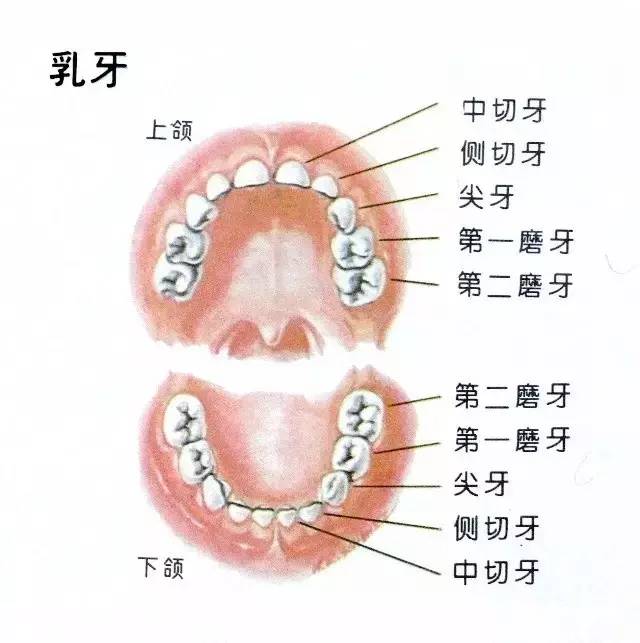 乳牙嘅重要性媽媽睇完你都驚傻咯！