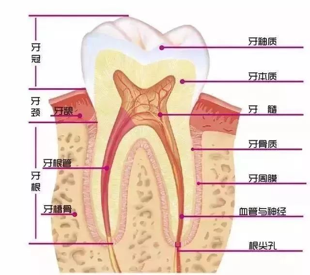 睇牙唔拍片就似開車無駕照，風險總係有嘅！