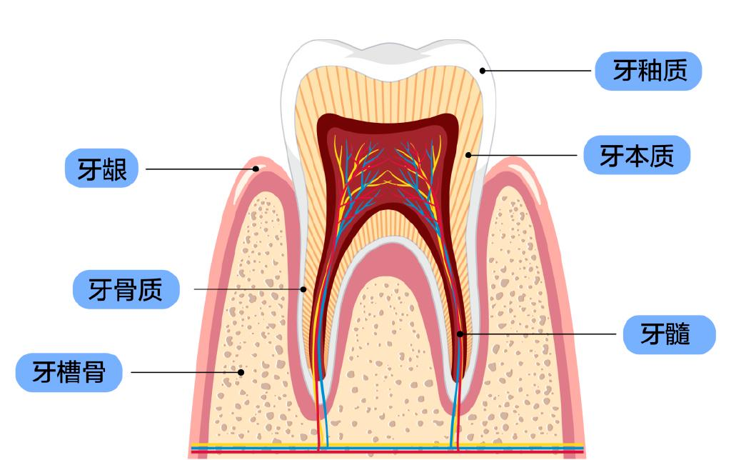 關於牙齒美白嘅事