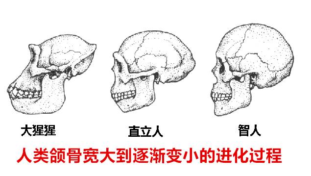 你嘅智慧齒需要剝除麼？