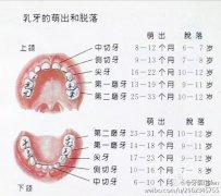 乳牙嘅萌出和脫落